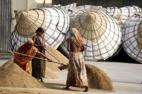 FAO: Giá lương thực toàn cầu cao nhất kể từ cuối năm 2022