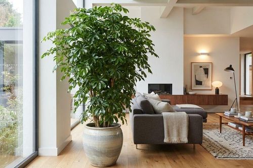 Lời khuyên dành cho những gia đình đang trồng cây Ngũ Gia Bì