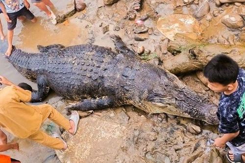 Soi đèn kiểm tra lưới, ngư dân bất ngờ phát hiện cá sấu khổng lồ dài 5 mét, nặng 400 kg mắc kẹt