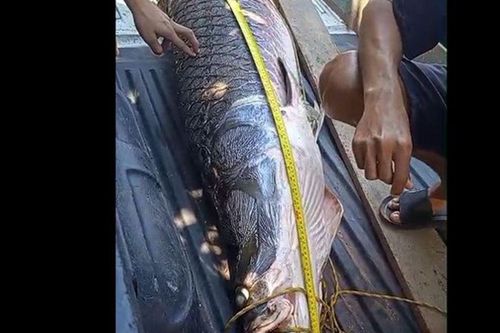 Cận cảnh 'thủy quái' khổng lồ nặng 120kg, ngư dân tá hỏa khi phát hiện bí mật dưới lòng sông