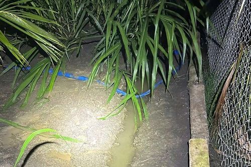 Điều tra vụ hai anh em tử vong cách nhau 15m trong vườn dừa ở Đồng Tháp