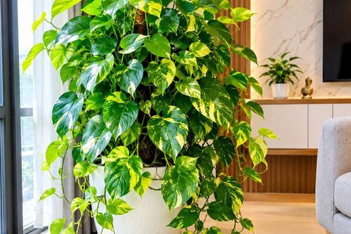 Lời khuyên cho những gia đình đang trồng cây Trầu Bà