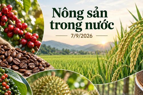 Nông sản trong nước 7/9: Cà phê giữ mốc 95.000 đồng/kg, hồ tiêu cao nhất 137.000 đồng/kg