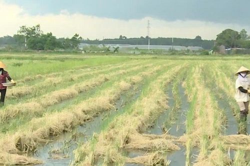 Rơm rạ thành nguồn tài nguyên trên đồng ruộng