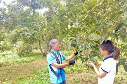 Ở tuổi 70 vẫn bền bỉ làm giàu từ vườn dẻ và đàn gà thả vườn