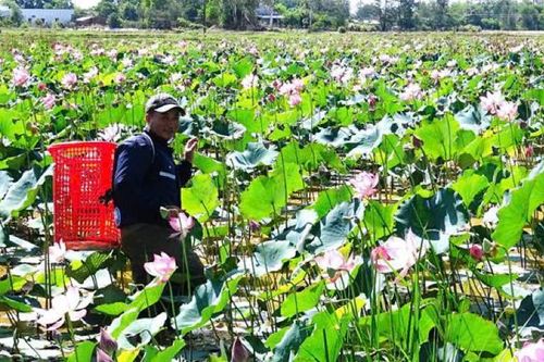 Đà Nẵng: Đất khó hóa cơ hội, nông dân Thăng Bình tìm hướng làm giàu mới
