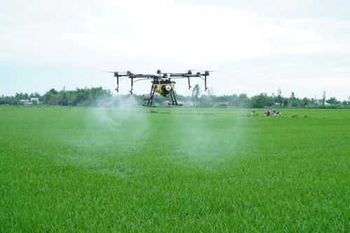 Sâu cuốn lá nhỏ nở rộ đúng lúc lúa trỗ, Hưng Yên căng mình bảo vệ vụ Mùa