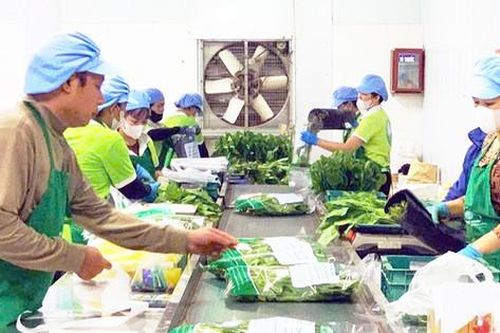 Chủ động nguồn nông sản cho mùa tiêu dùng cuối năm