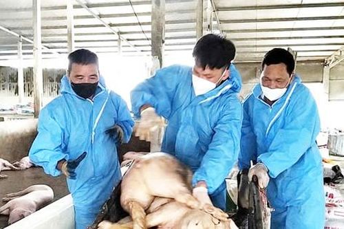 Tiêu hủy 4.513 con lợn mắc bệnh dịch tả lợn châu Phi