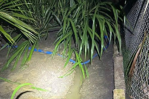 Điều tra 2 anh em ruột tử vong bất thường trong vườn dừa