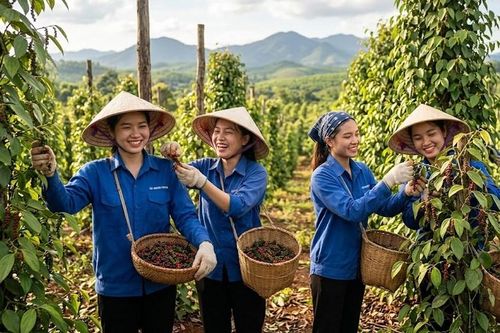 Giá hồ tiêu hôm nay 8.9.2026: Cao nhất 137.000 đồng/kg
