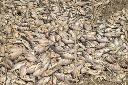Quảng Ngãi: Cá chết dày đặc, sông Trà Khúc bốc mùi nồng nặc
