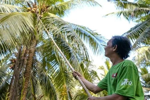 Phát triển hệ sinh thái bền vững từ vùng nguyên liệu dừa Vĩnh Long