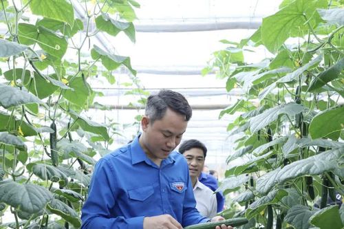 Phát huy đội ngũ trí thức trẻ, kỹ sư trẻ hỗ trợ sản xuất