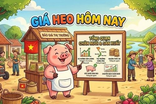 Giá heo hơi hôm nay 8/9: Bình ổn trên cả 3 miền, dao động trong khoảng 57.000 - 60.000 đồng/kg
