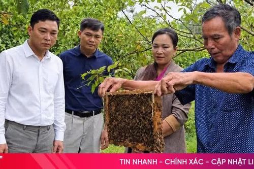 Nuôi ong giúp nhiều người dân Kỳ Lạc thoát nghèo