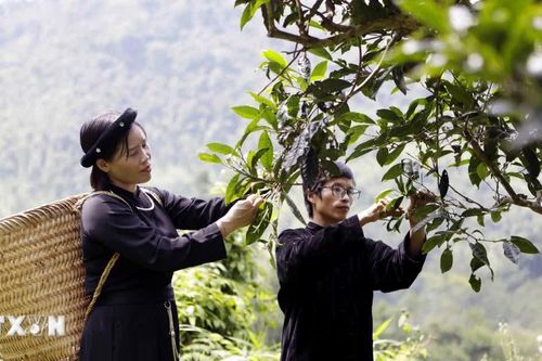 Festival Trà Shan tuyết Lào Cai - đưa những cây chè cổ thụ đến với thị trường