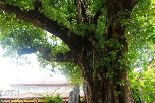 Chùa Từ Đàm - Ngôi chùa cổ kính và thanh tịnh giữa lòng Cố đô Huế