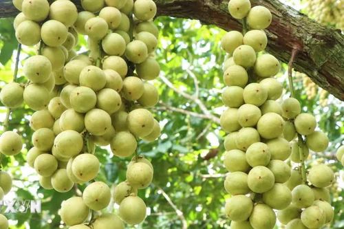 Mùa dâu Hạ Châu về trên những khu vườn ở Cần Thơ