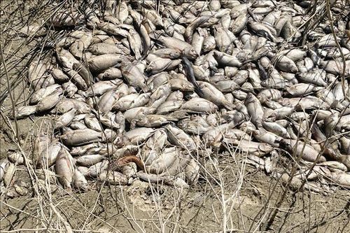 Cá chết hàng loạt trên sông Trà Khúc qua trung tâm Quảng Ngãi