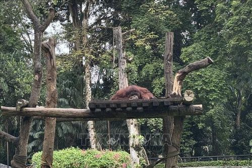 Indonesia: Bảo tồn đa dạng sinh học gắn với cộng đồng và sinh kế