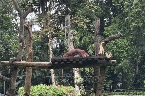 Indonesia: Bảo tồn đa dạng sinh học gắn với cộng đồng và sinh kế