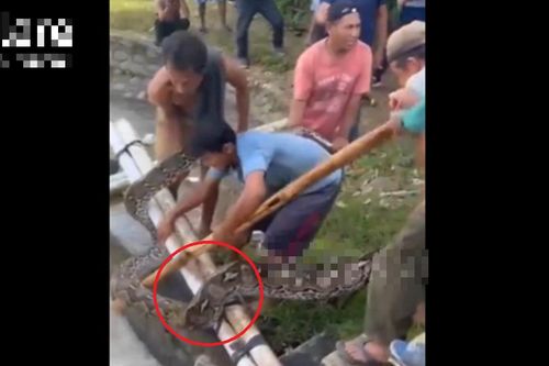 Đang làm đồng, dân làng phát hiện cảnh tượng 'nổi da gà'