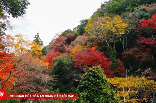 Thời gian và địa điểm lý tưởng để ngắm lá mùa thu tại Nhật Bản
