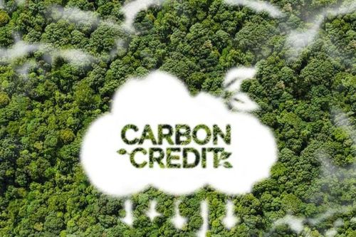 Điều gì quyết định chất lượng và giá tín chỉ carbon rừng?