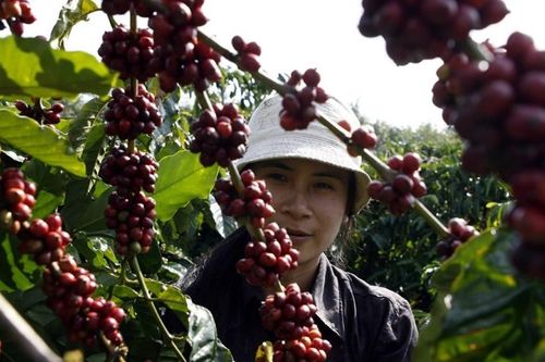 Nâng tầm giá trị hạt cà phê Robusta Việt Nam