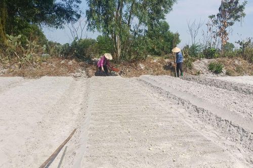 Nông dân Tất Viên xuống giống kiệu