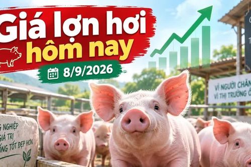 Giá lợn hơi hôm nay 8/9/2026: 4 địa phương giữ mức 60.000 đồng/kg