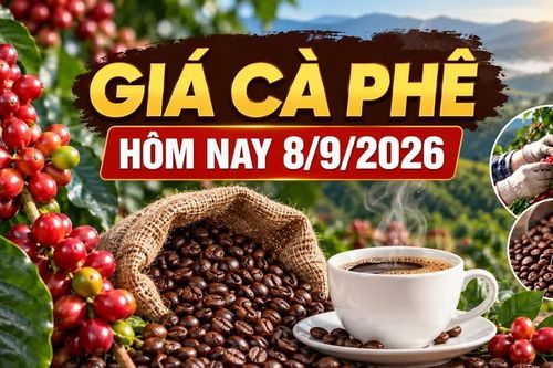 Giá cà phê hôm nay 8/9: Trong nước và thế giới cùng ổn định