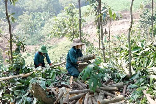 Khi nông dân cùng nhau liên kết hợp tác