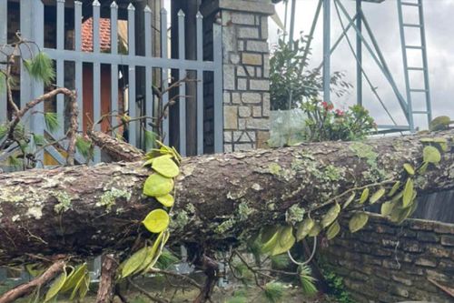 Nguy cơ gãy đổ cây xanh ở Đà Lạt mùa mưa bão
