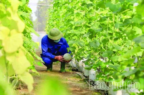 Phát triển nông nghiệp cận đô thị theo hướng hiện đại