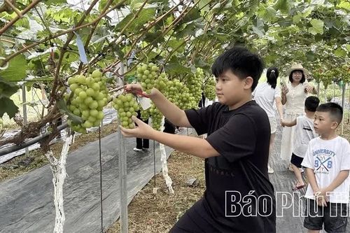 Nông nghiệp Phú Thọ: Đổi mới tư duy, nâng tầm giá trị - Kỳ 3: Khát vọng làm giàu bền vững trên mảnh đất quê hương
