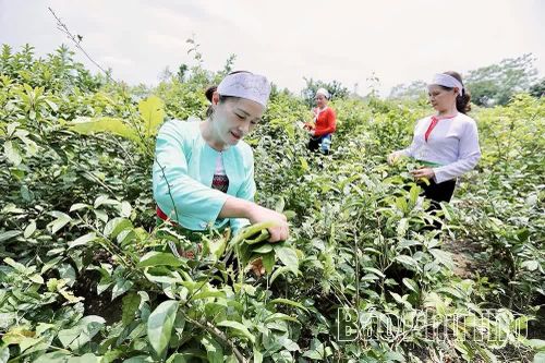 Sức bật từ kinh tế hộ ở Yên Trị