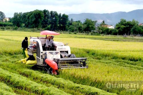 Vụ hè-thu đầu tiên