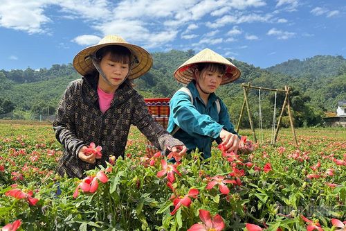 Mùa sâm mở lối