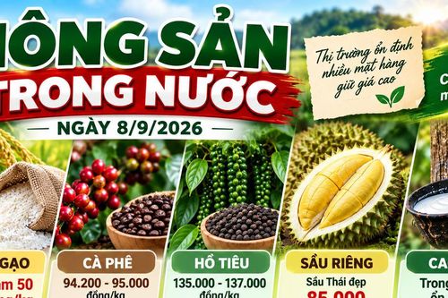 Nông sản trong nước ngày 8/9: Gạo nguyên liệu giảm giá, sầu Thái đẹp giữ mức 85.000 đồng/kg