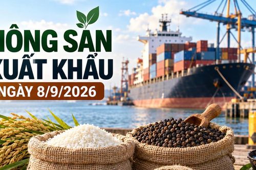 Nông sản xuất khẩu ngày 8/9: Tiêu giữ 6.050 USD/tấn, gạo Jasmine tới 538 USD/tấn