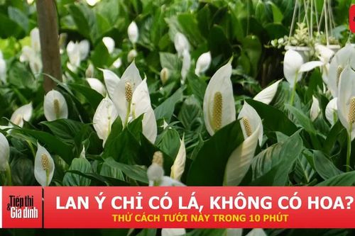 Hoa lan ý xanh tốt mãi không ra hoa? Thử cách tưới 10 phút mỗi tuần