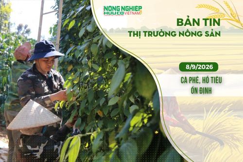 Thị trường nông sản 8/9/2026: Cà phê, hồ tiêu ổn định