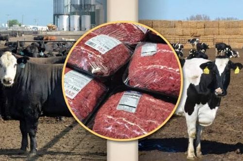 Dự luật mới nhằm vô hiệu hóa sắc lệnh của Tổng thống Hoa Kỳ cho phép nhập khẩu ồ ạt thịt bò