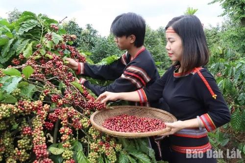 Vai trò của nông nghiệp đối với xã hội Việt Nam