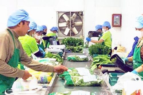 Hà Nội siết chặt quản lý an toàn nông sản trồng trọt