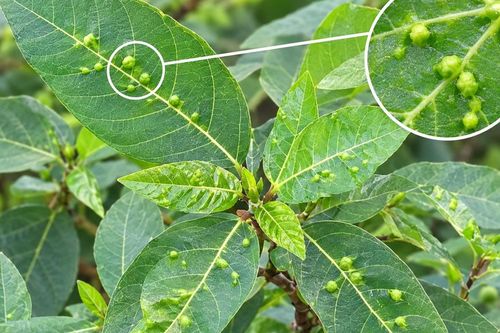 Tác dụng khi dùng lá sung có nốt sần