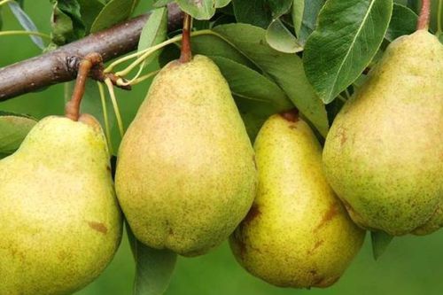 Thời điểm ăn quả lê hỗ trợ giảm cân, tốt cho đường ruột