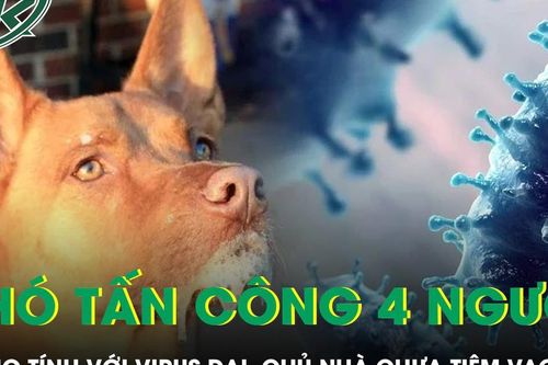 Chó tấn công, 4 người ở Đắk Lắk dương tính với virus dại